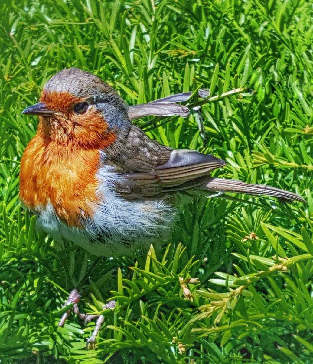 The Little Robin', Plas Newydd, Llanfairpwll, Anglesey (May 2019)